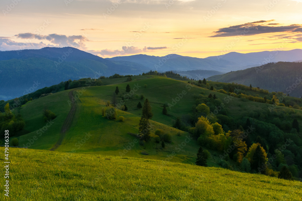 Fototapeta premium carpathian mountain landscape at dusk. idyllic nature scenery in evening light. trees on the grassy hills and meadows rolling in to the distant rural valley at the foot of borzhava ridge