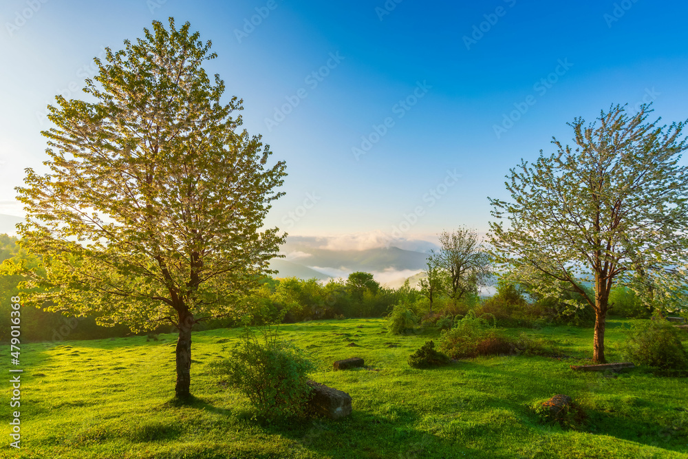 tree on the hillside meadow at sunrise. gorgeous nature scenery in mountains. fog rising above the distant hills and valley in morning light. fantastic weather conditions on a bright sunny day tree on the hillside meadow at sunrise. gorgeous nature scenery in mountains. fog rising above the distant hills and valley in morning light. fantastic weather conditions on a bright sunny day