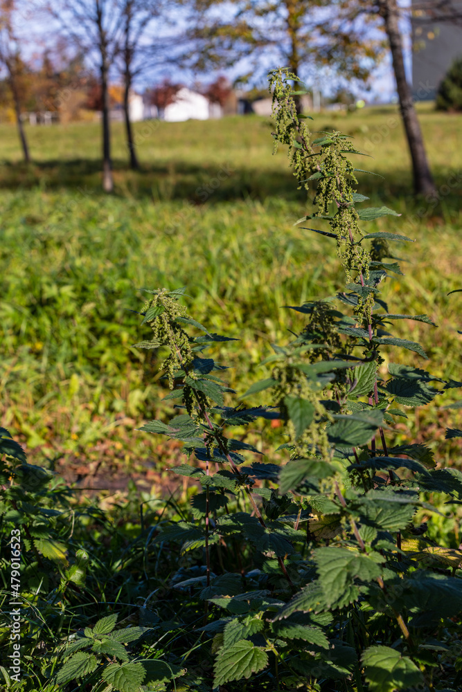 Vertical photo of female flowering stinging nettles at bright sunny fall day near houses. Perennial plants urtica (Urtica dioica) are growing in sunny day at defocused trees and houses background.