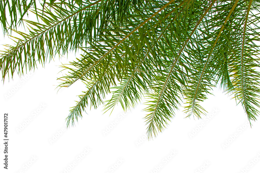 Fototapeta premium Palm leaves tree isolated on white background