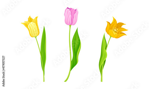 Yellow and Purple Blooming Tulips Flowers with Large and Showy Bud on Green Stem Vector Set