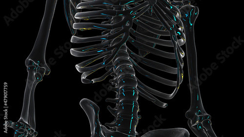 3d rendered illustration of the lower spine