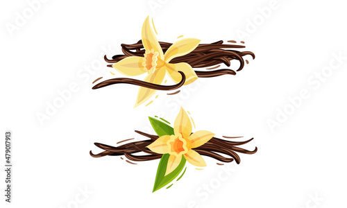 Yellow Vanilla or Vanilla Orchid Flower with Dried Pods Vector Set
