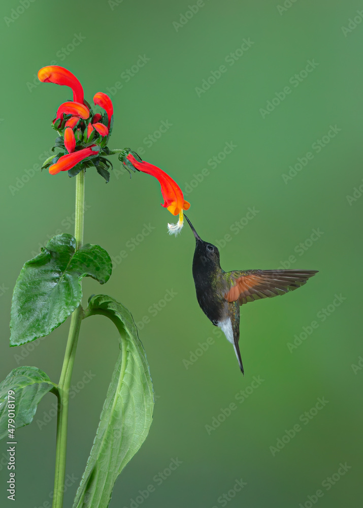 Fototapeta premium Green-crowned brilliant hummingbird (Heliodoxa jacula) feeding on flower in Costa Rica