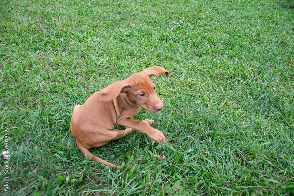 vizsla puppy in the grass vizsla puppy in the grass