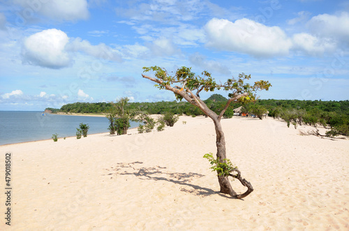 View of the vegetation in the prais of Alter do Chão, state of Pará, Brazil, with the piraoca hill in the background. An island with freshwater beaches of the Tapajós River,in the Amazon rainforest. photo