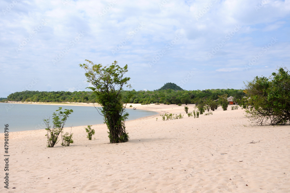 View of the vegetation in the prais of Alter do Chão, state of Pará, Brazil, with the piraoca hill in the background. An island with freshwater beaches of the Tapajós River,in the Amazon rainforest.