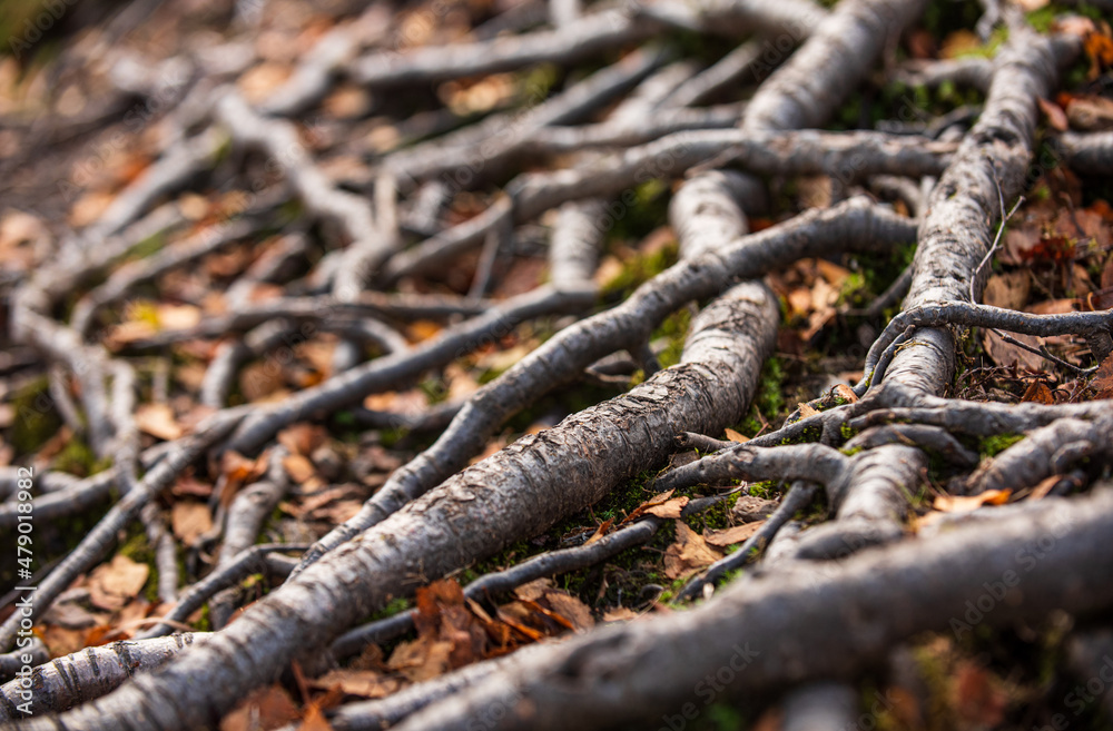 Tree roots with autumn leaves on ground Tree roots with autumn leaves on ground