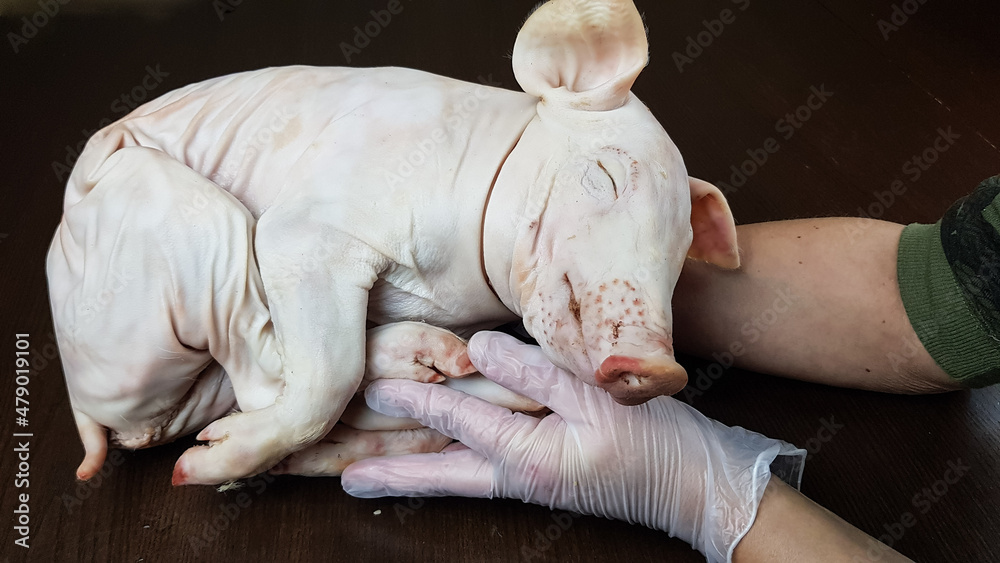 the cook prepares a pig or a suckling pig for baking on a spit or in the oven. luxury festive pork dish the cook prepares a pig or a suckling pig for baking on a spit or in the oven. luxury festive pork dish