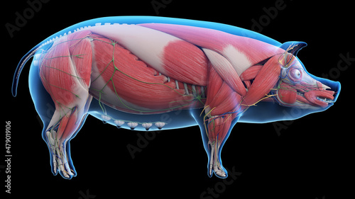 Konstfotografi 3d rendered illustration of the porcine anatomy