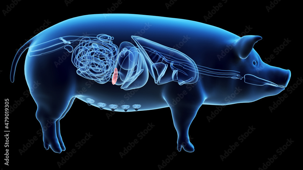 3d rendered illustration of the porcine anatomy - the spleen - obrazy, fototapety, plakaty 