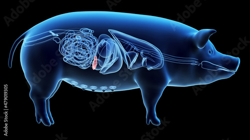 3d rendered illustration of the porcine anatomy - the spleen photo