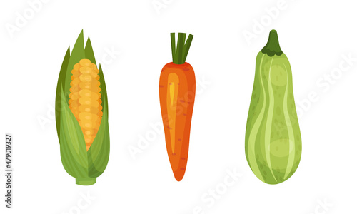 Ripe Carrot and Corn Cob Vegetable as Healthy Raw Food and Garden Cultivar Closeup Vector Set