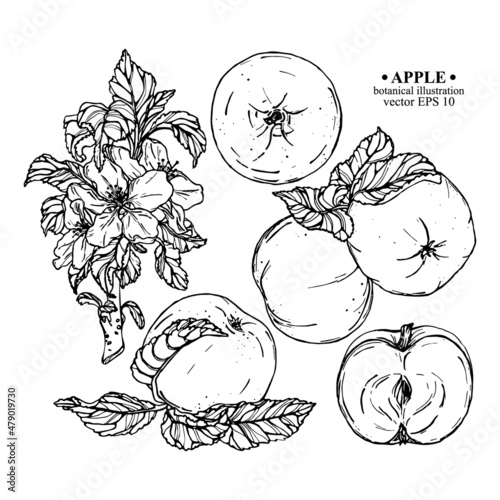 Vector set of hand darwn apple elements. Apples on a branch with leaves, apple blossom, whole and sliced apple. Botanical illustration for backdrop, cover design, wedding cards, party invitation 