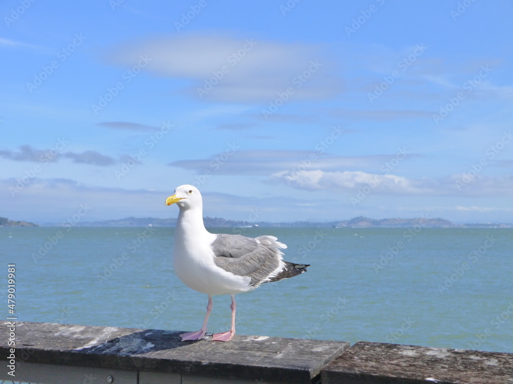Fototapeta premium カモメと海景
