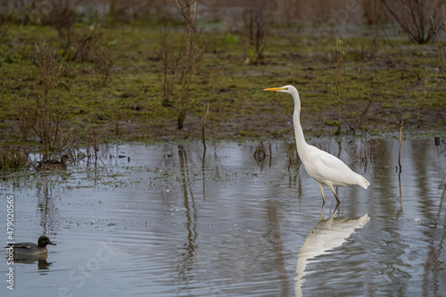 Great White Egret (Ardea alba) also known as great egret stalking flood water with grass in background