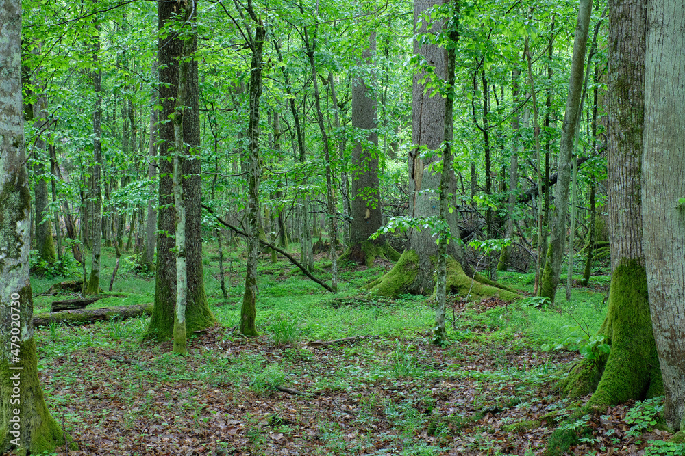 Old natural deciduous stand in spring Old natural deciduous stand in spring