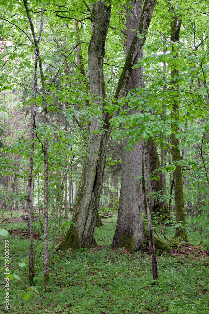 Fototapeta premium Deciduous stand with hornbeams and spruce tree