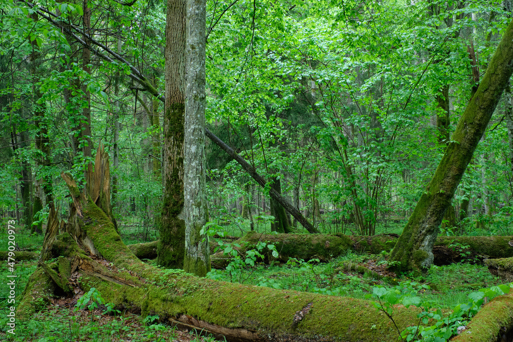 Deciduous stand with hornbeams and lime Deciduous stand with hornbeams and lime