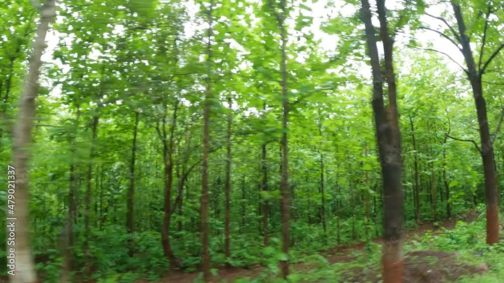 4K Full frame shot of green trees in the forest of the Dangs as seen from the moving vehicle on the way to Saputara in Dang district at Gujarat, India. 4K Full frame shot of green trees in the forest of the Dangs as seen from the moving vehicle on the way to Saputara in Dang district at Gujarat, India.