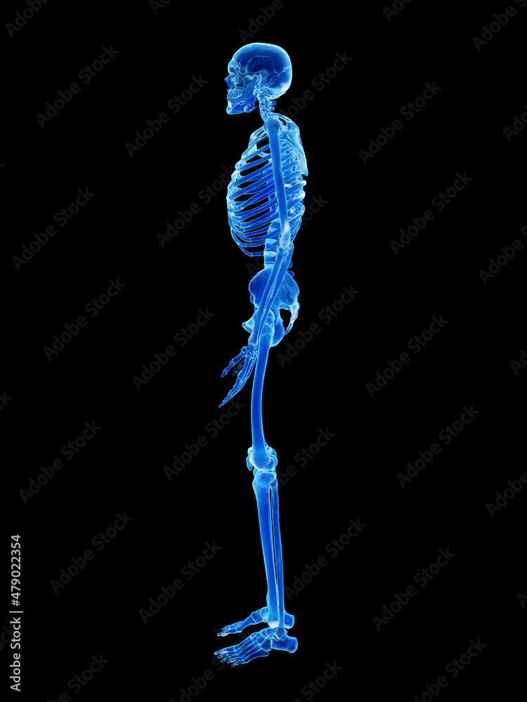3d rendered illustration of the human skeleton 3d rendered illustration of the human skeleton