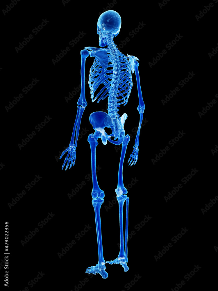 3d rendered illustration of the human skeleton 3d rendered illustration of the human skeleton