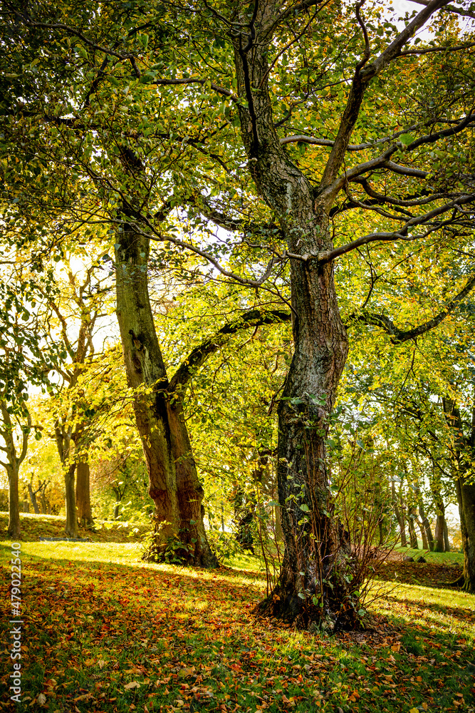 Beautiful sunlight in a city park with golden light breaching through the tree leaves - sunlight shining through autumnal coloured leaves of ancient trees. 