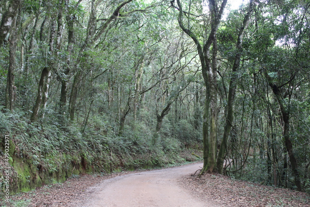 Fototapeta premium A road through the trees