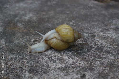 White snails - Achatina fulica Rodatzi albino body