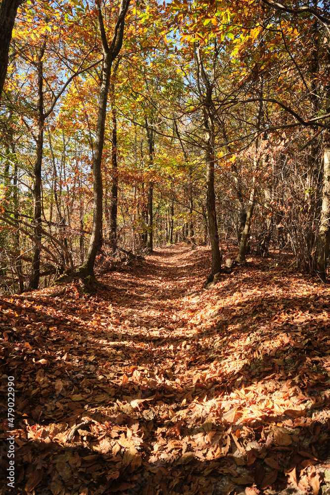 Percorso tra i boschi in autunno Percorso tra i boschi in autunno