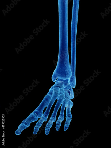 3d rendered illustration of the foot bones