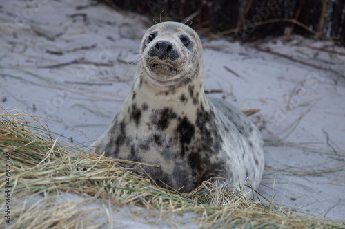 Aufmerksamer Blick - Ein Robbenbaby auf Helgoland, auch Heuler genannt