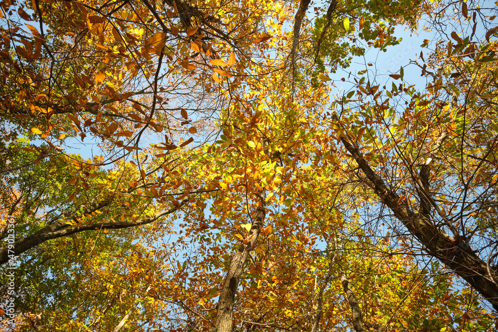 Vista della sommità degli alberi dal basso Vista della sommità degli alberi dal basso