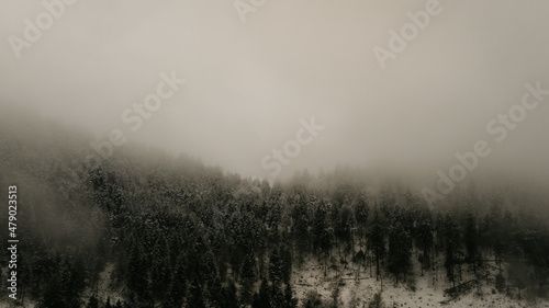 schwarzwald im Nebel
