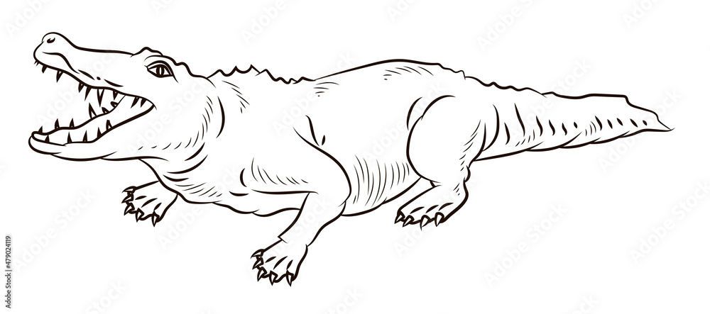 Naklejka premium Crocodile, Black and white, for children's coloring pages.