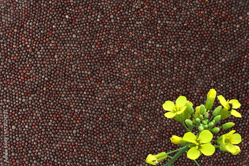 brown mustard seeds spice or rai with mustard plant flower as food,health,garden related concept background photo