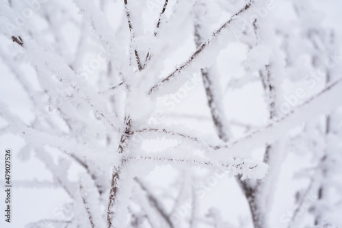 The bushes and branches are covered with fluffy clear snow. The holiday is snow day. Close-up photo in winter. © Larisa