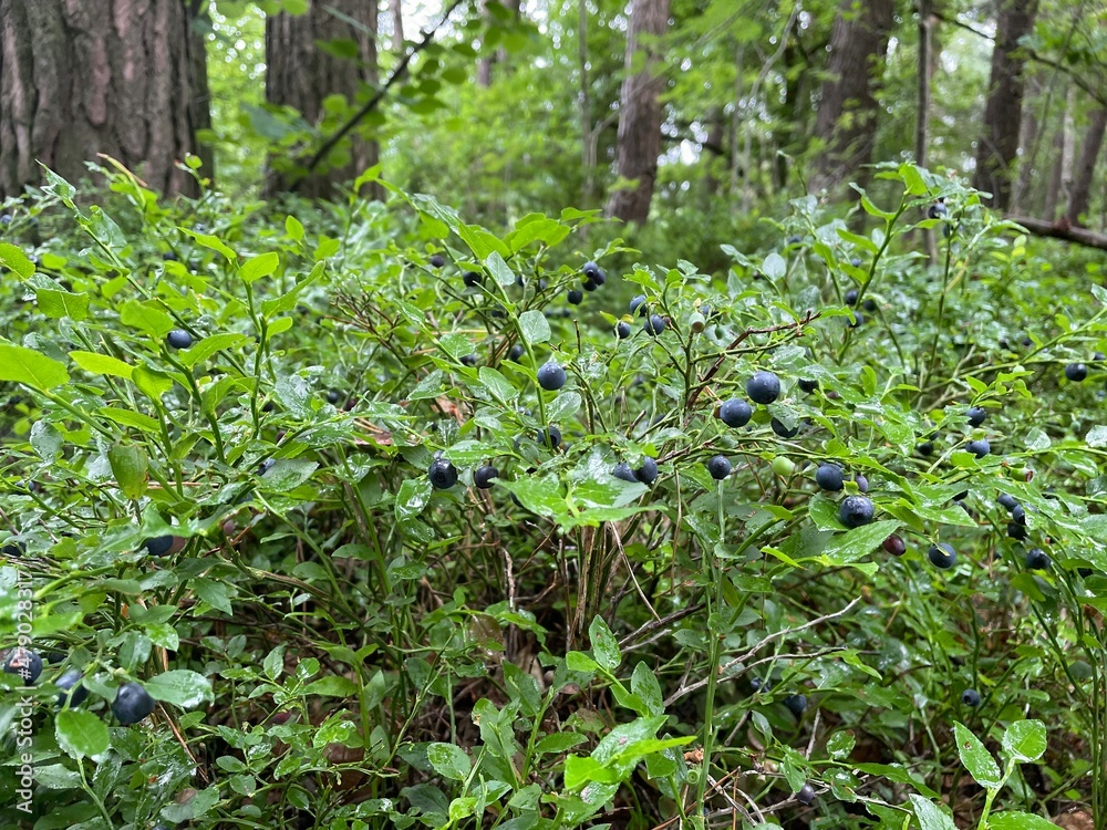 leaves leaves