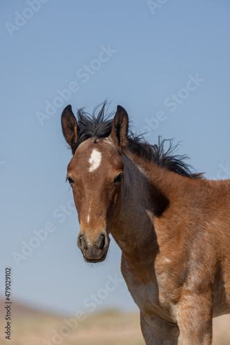 Cute Wild Horse Foal in Utah © natureguy