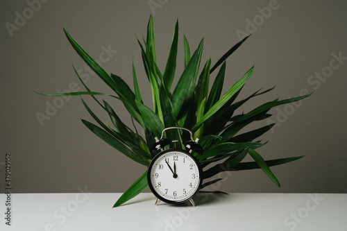 Black clock and green tree standing on white table