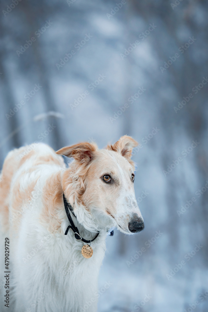 Russian wolfhound
Russkaya Psovaya Borzaya