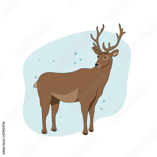 Fototapeta Naklejka Na Ścianę i Meble -  A siberian deer watches the falling snow