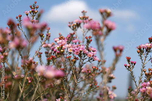 Growing wax flowers in flower beds