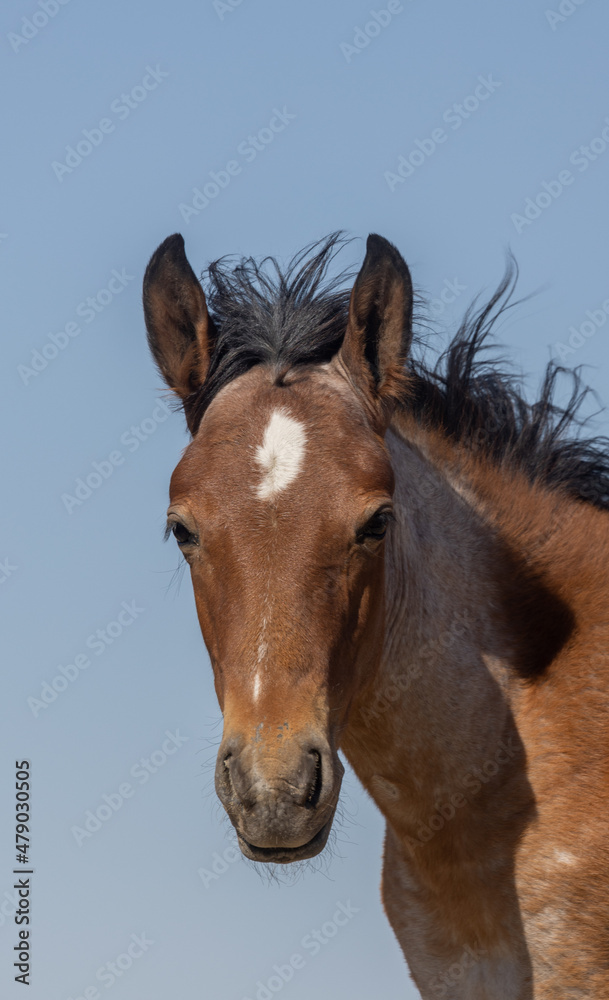 Cute Wild Horse Foal in Summer in the Utah Desert Cute Wild Horse Foal in Summer in the Utah Desert