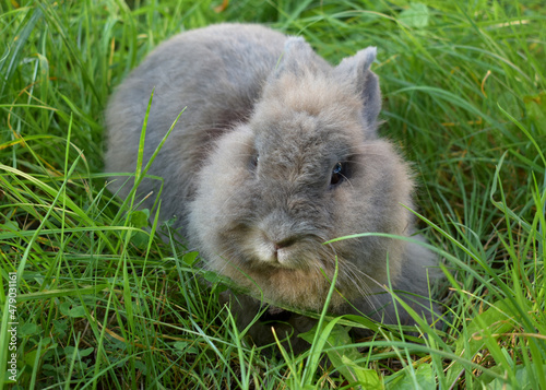 Rabbit in grass