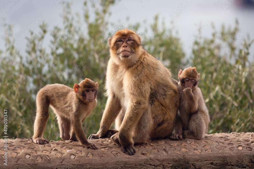 Fototapeta premium Gibraltar monkey