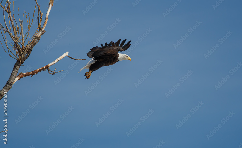 Fototapeta premium American bald eagle in flight