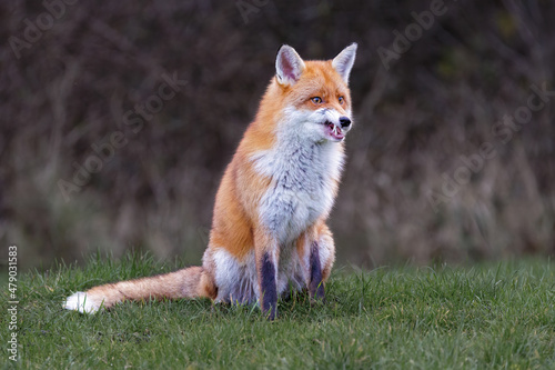 A fox sits down and growls, showing its teeth