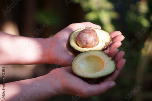 The avocado is ripe and the seeds can be planted.