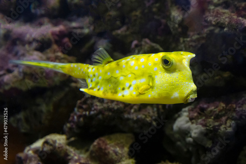 Fish under water, yellow trunk cow fish: lactoria cornuta, blurred background